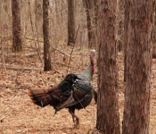 2014 04 27 WestwoodHills 007